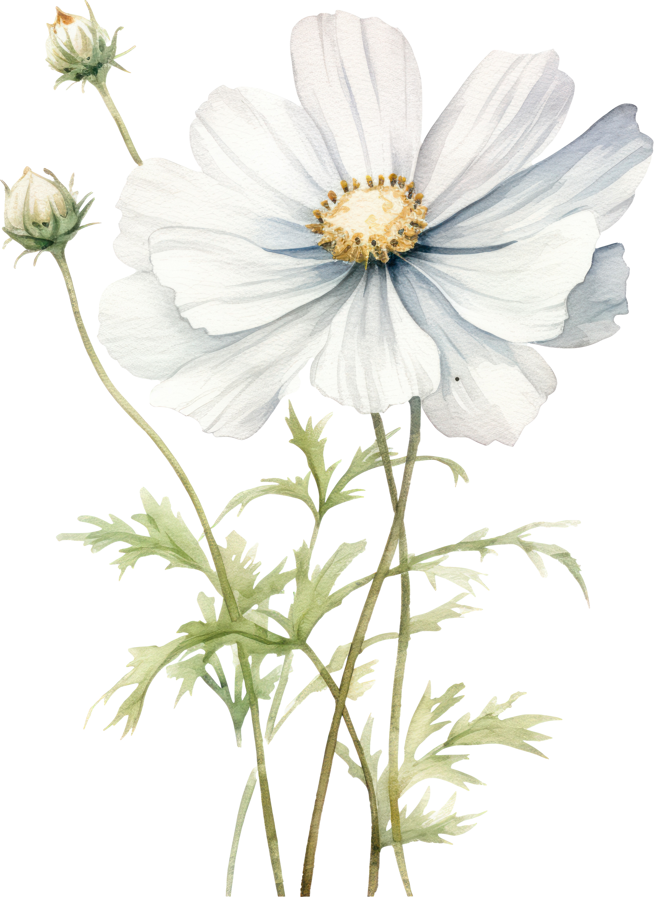 White Cosmos flower isolated watercolor illustration.